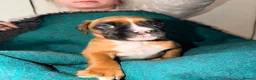 Boxer dogs for sale: 🐾 Exceptional KC Registered Boxer Puppies 🐾 - Advert 10