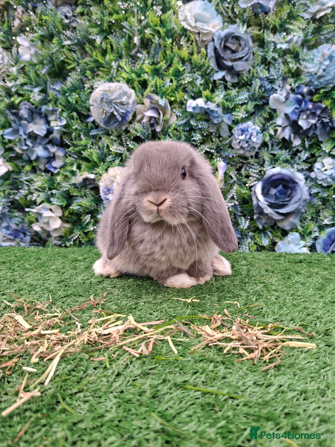 Mini Lop rabbits for sale: Beautiful Blue litter of Mini Lops  - Advert 3