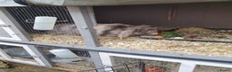 Mini Lop rabbits for sale: Spayed and neutered rabbits for adoption Vac rhd2 - Advert 11