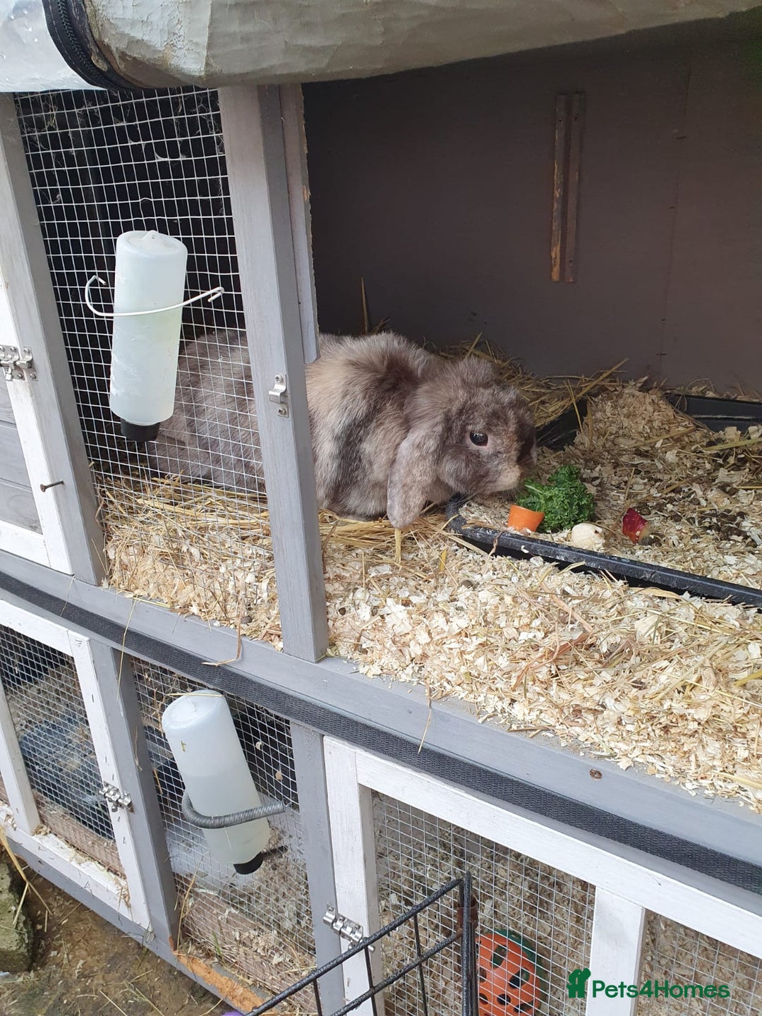 Mini Lop rabbits for sale: Spayed and neutered rabbits for adoption Vac rhd2 - Advert 11