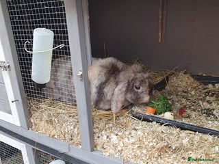 Mini Lop rabbits Spayed and neutered rabbits for adoption Vac rhd2 - Advert 10