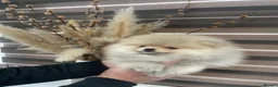 Pomeranian dogs for sale: KC mini Pomeranian  - Advert 20