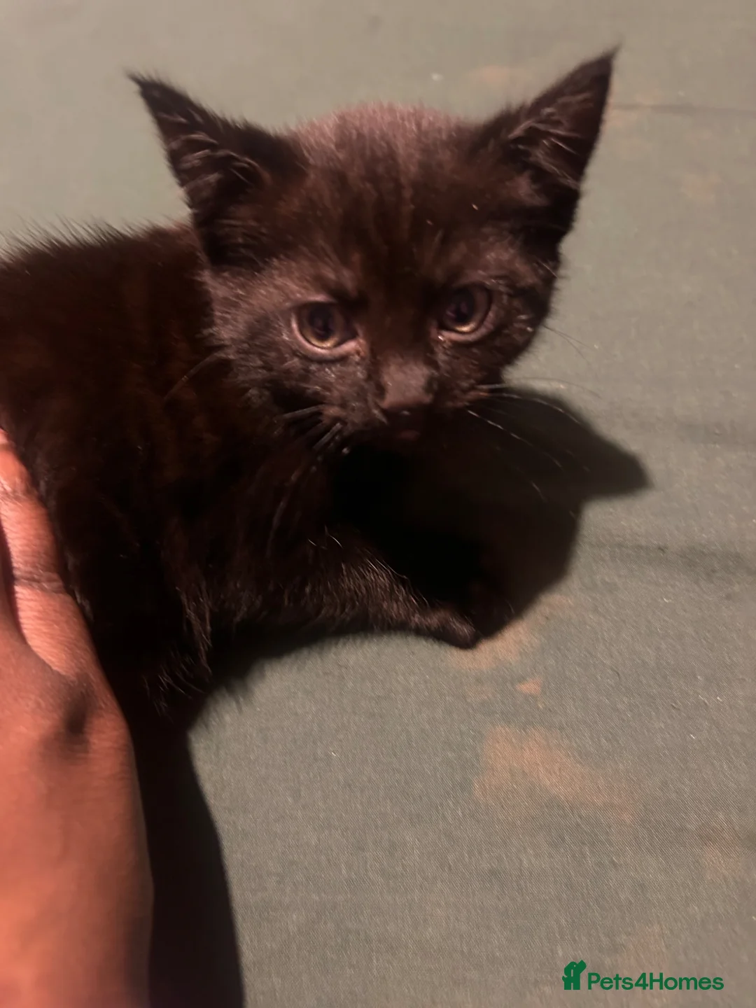 Mixed Breed cats for sale: Black kitten - Advert 9