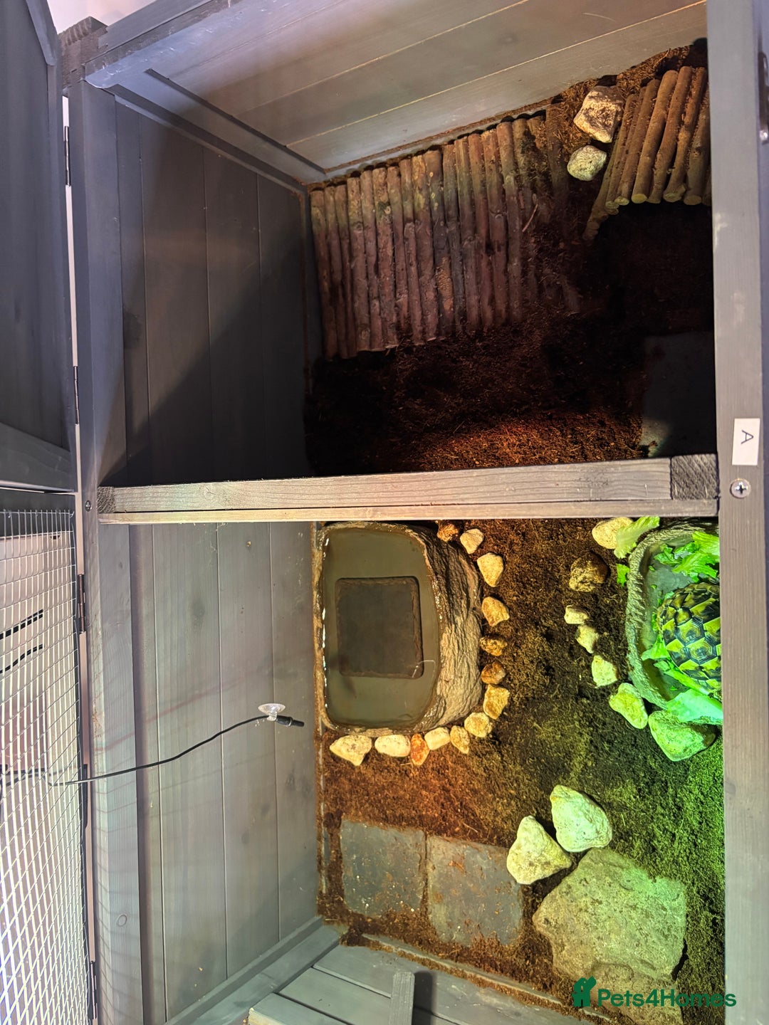 Hermann Tortoise reptiles for sale: Testudo hermanni, Hermanns tortoise for re home - Image 8