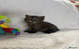 British Shorthair cats for sale: Gorgeous British shorthairs - Image 7