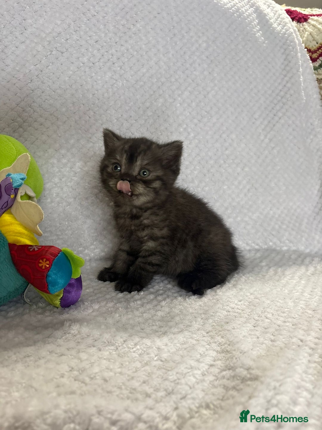 British Shorthair cats for sale: Gorgeous British shorthairs - Image 7