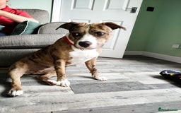 Mixed Breed dogs for sale: Staffordshire bull terrier  - Image 5