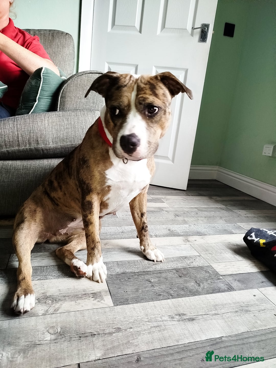 Mixed Breed dogs for sale: Staffordshire bull terrier  - Image 5