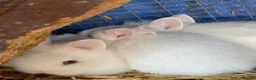 Lionhead rabbits for sale: 5x gorgeous white fluffy lionhead bunnies  - Advert 9