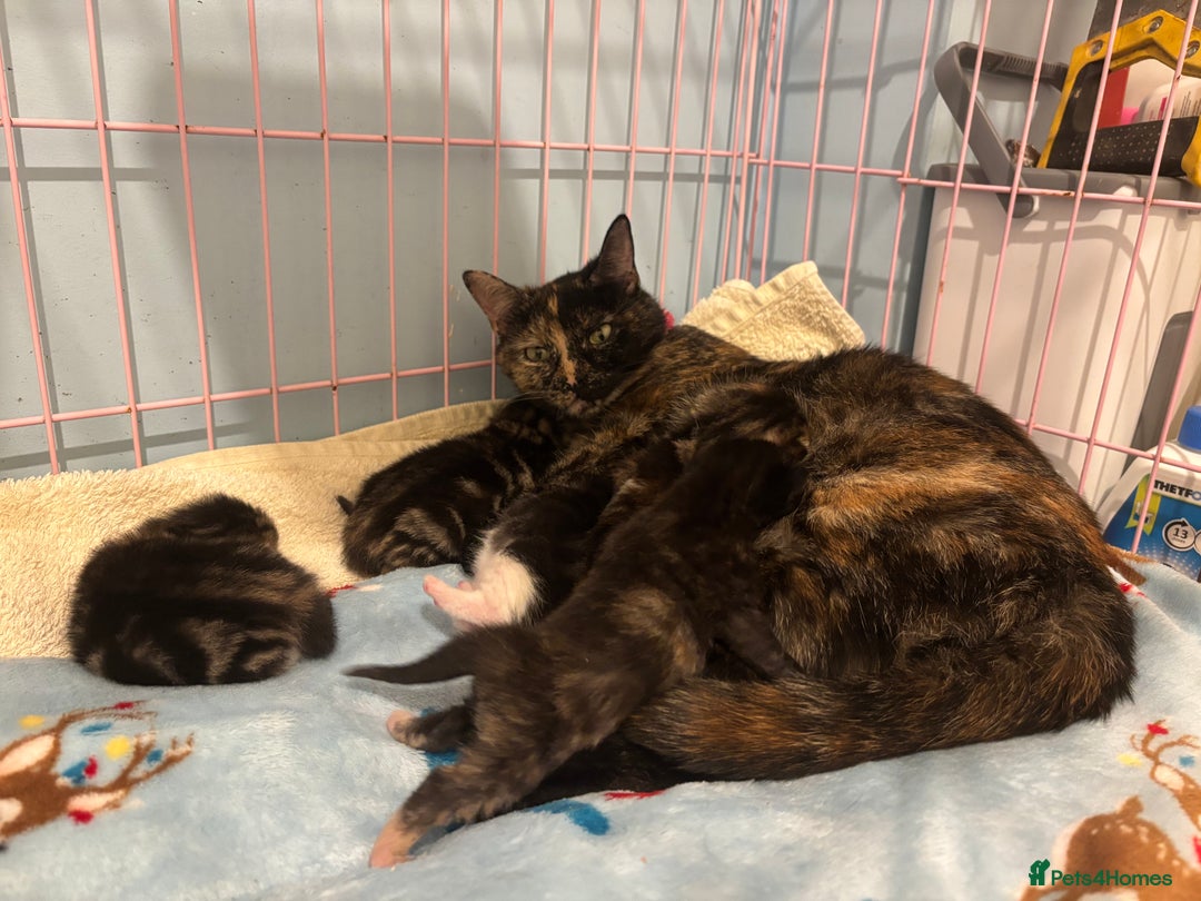 Mixed Breed cats for sale: 5 Gorgeous kittens for reserve - Image 2