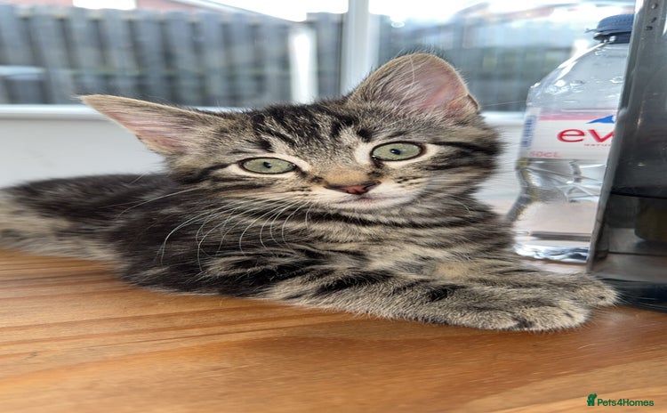 Mixed Breed cats - Advert 5