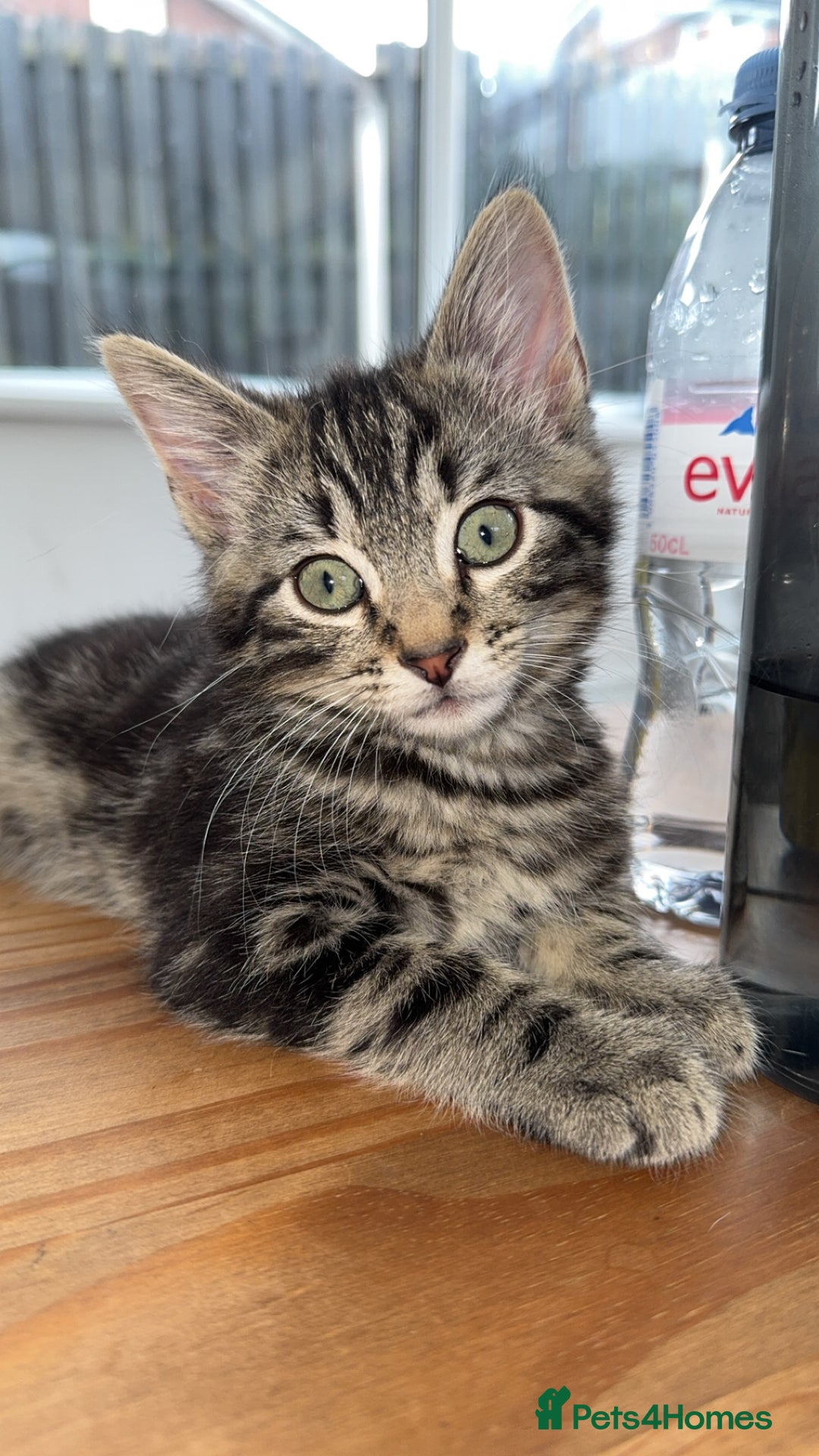 Mixed Breed cats for sale: Tabby Boy - Image 1