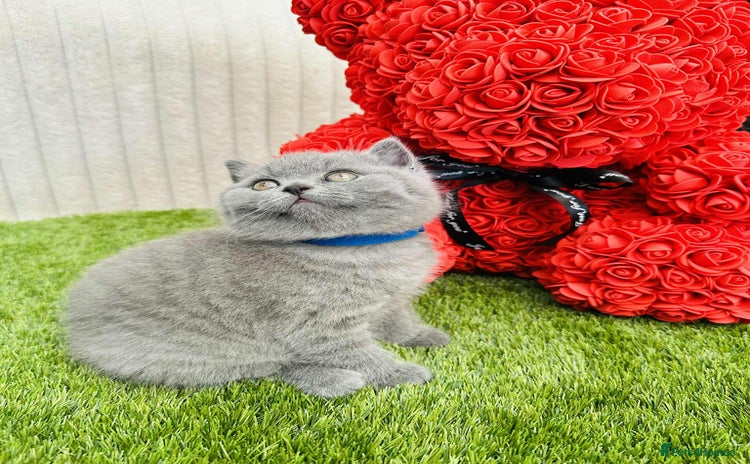 British Shorthair cats - Advert 2