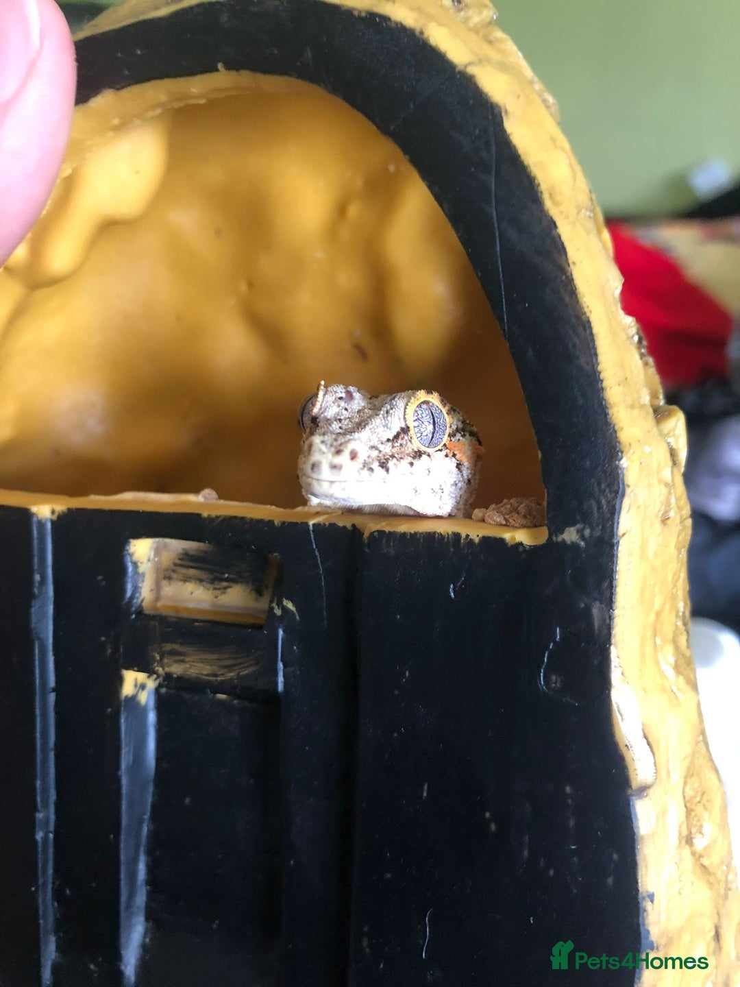 Gecko reptiles for sale: Male stripe gargoyle gecko - Advert 5