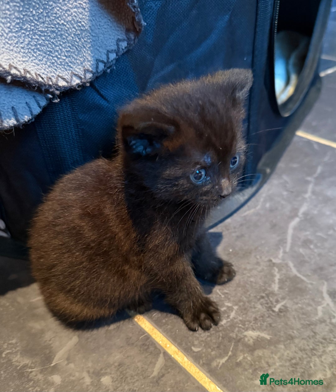 Mixed Breed cats for sale: 3 Kittens looking for their forever Homes - Image 2