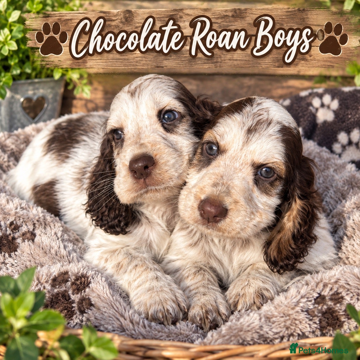 Cocker Spaniel dogs Show cocker spaniels 3 boys 1 girl  - Advert 1
