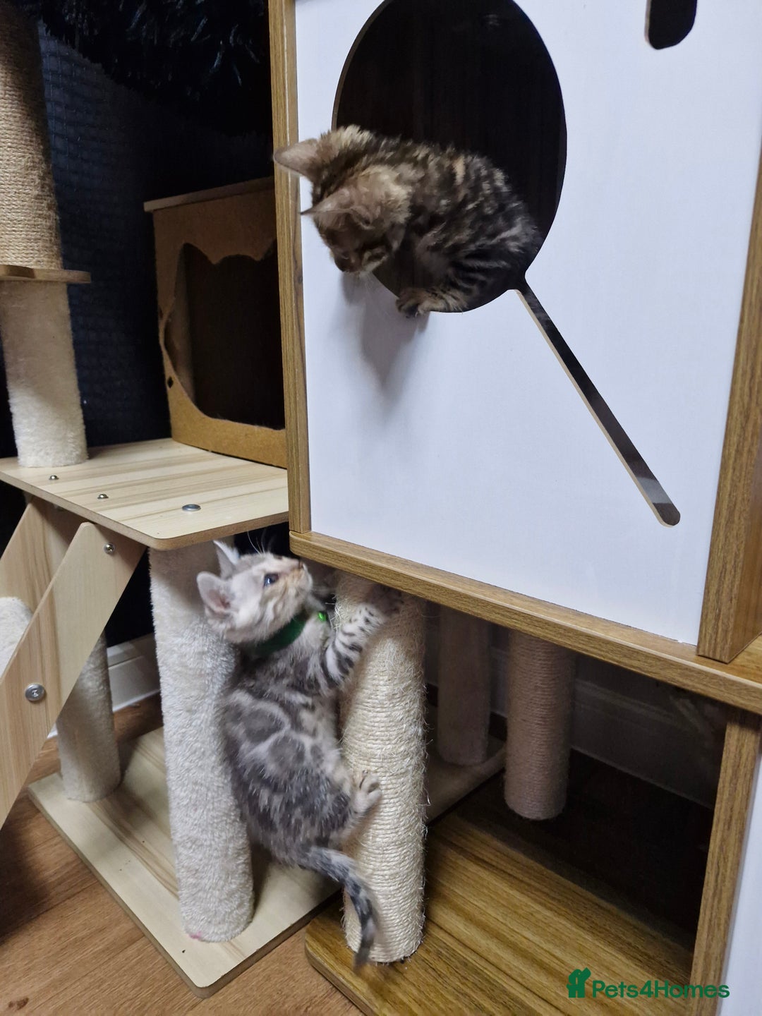 Bengal cats for sale: TICA Genetic & Health Tested Bengal Kittens  - Image 22