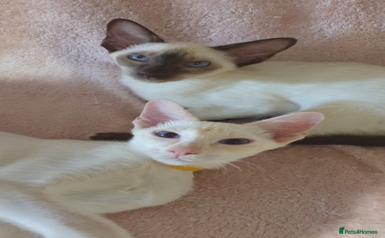 Siamese cats in Darwen - Advert 1