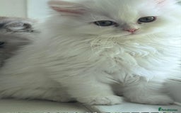 Persian cats for sale: Perla  - Image 5