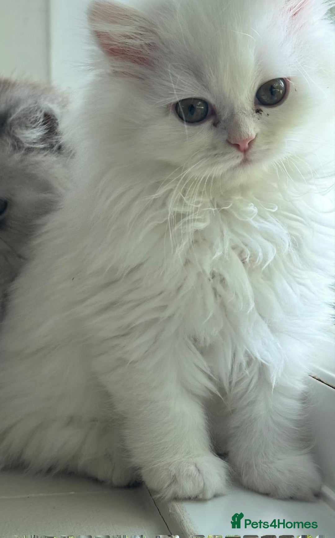 Persian cats for sale: Perla  - Image 5