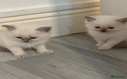 Ragdoll cats for sale: Ragdoll Kittens looking for loving new home - Image 5