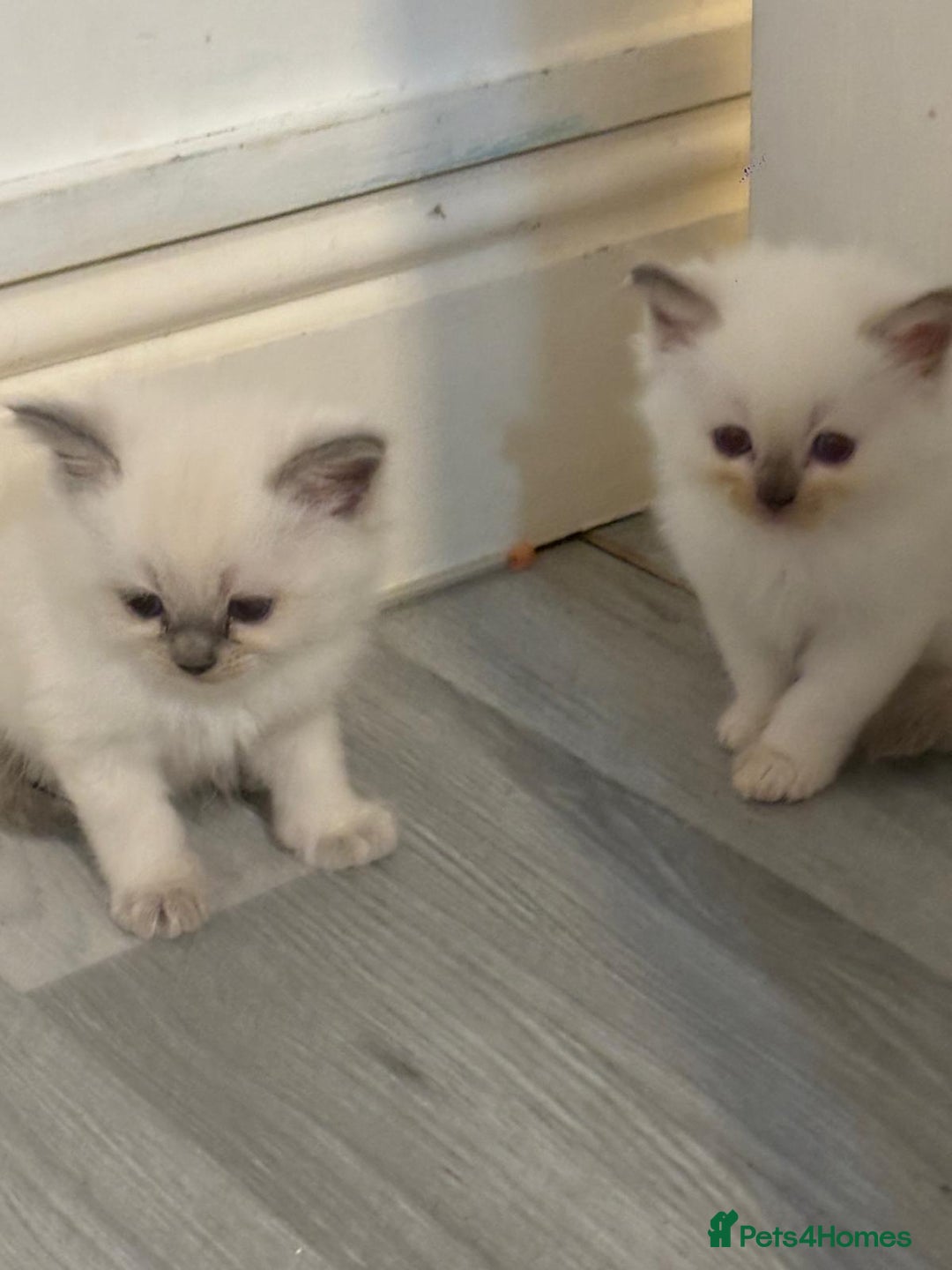 Ragdoll cats for sale: Ragdoll Kittens looking for loving new home - Image 5