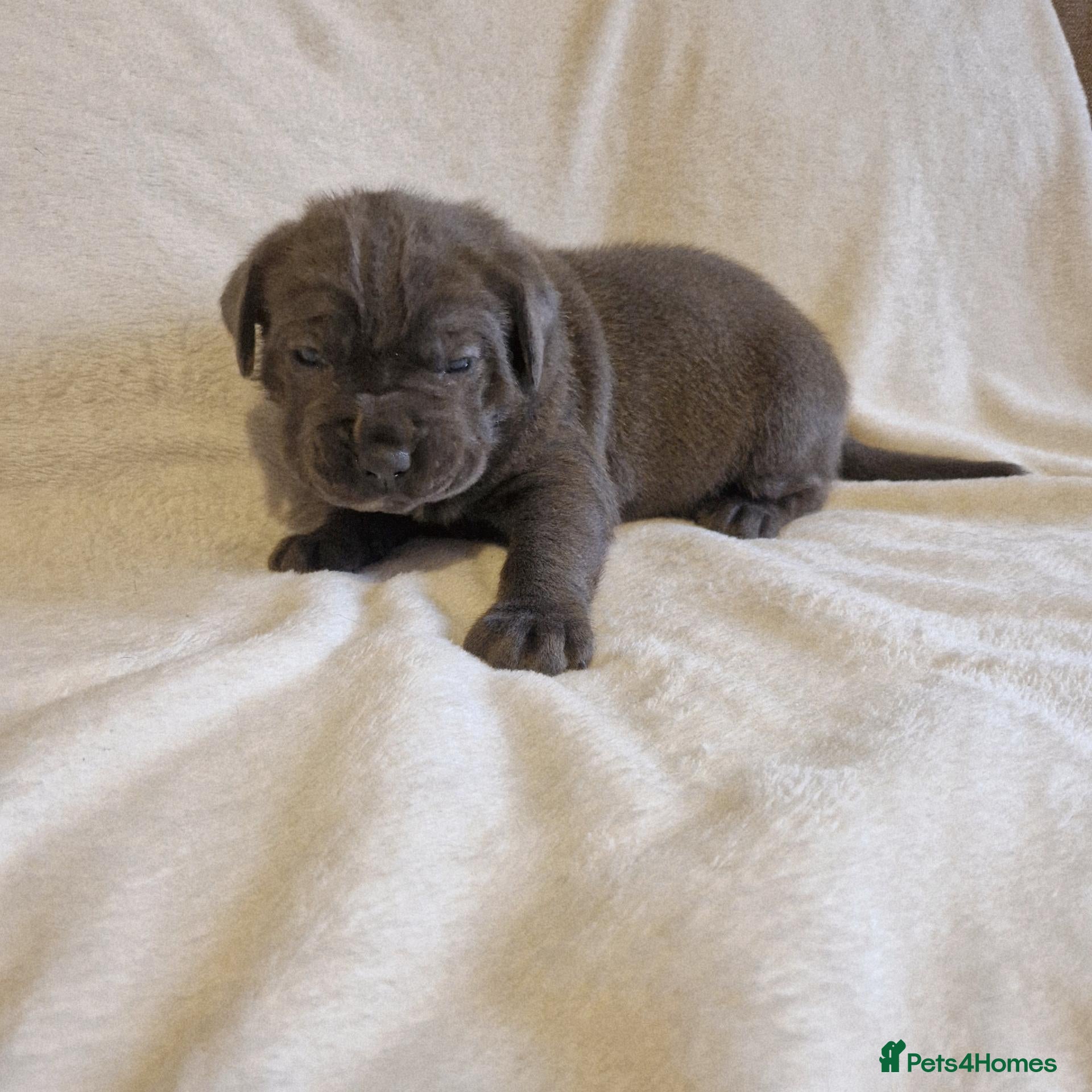 Mixed Breed dogs Stunning chunky pups - Advert 1