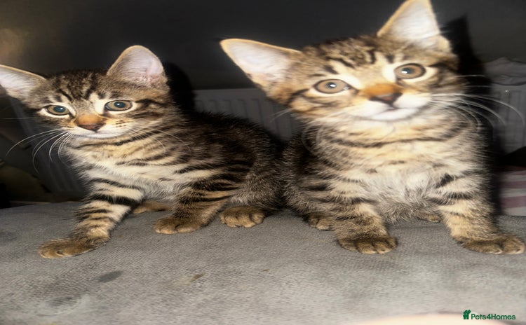 Domestic Shorthair cats - Advert 3