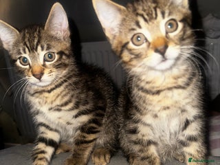 Domestic Shorthair cats - Advert 9