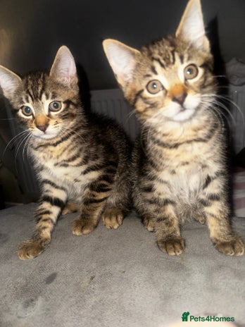 Domestic Shorthair cats - Advert 4
