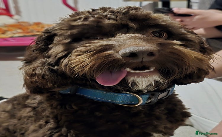 Cockapoo dogs - Advert 1