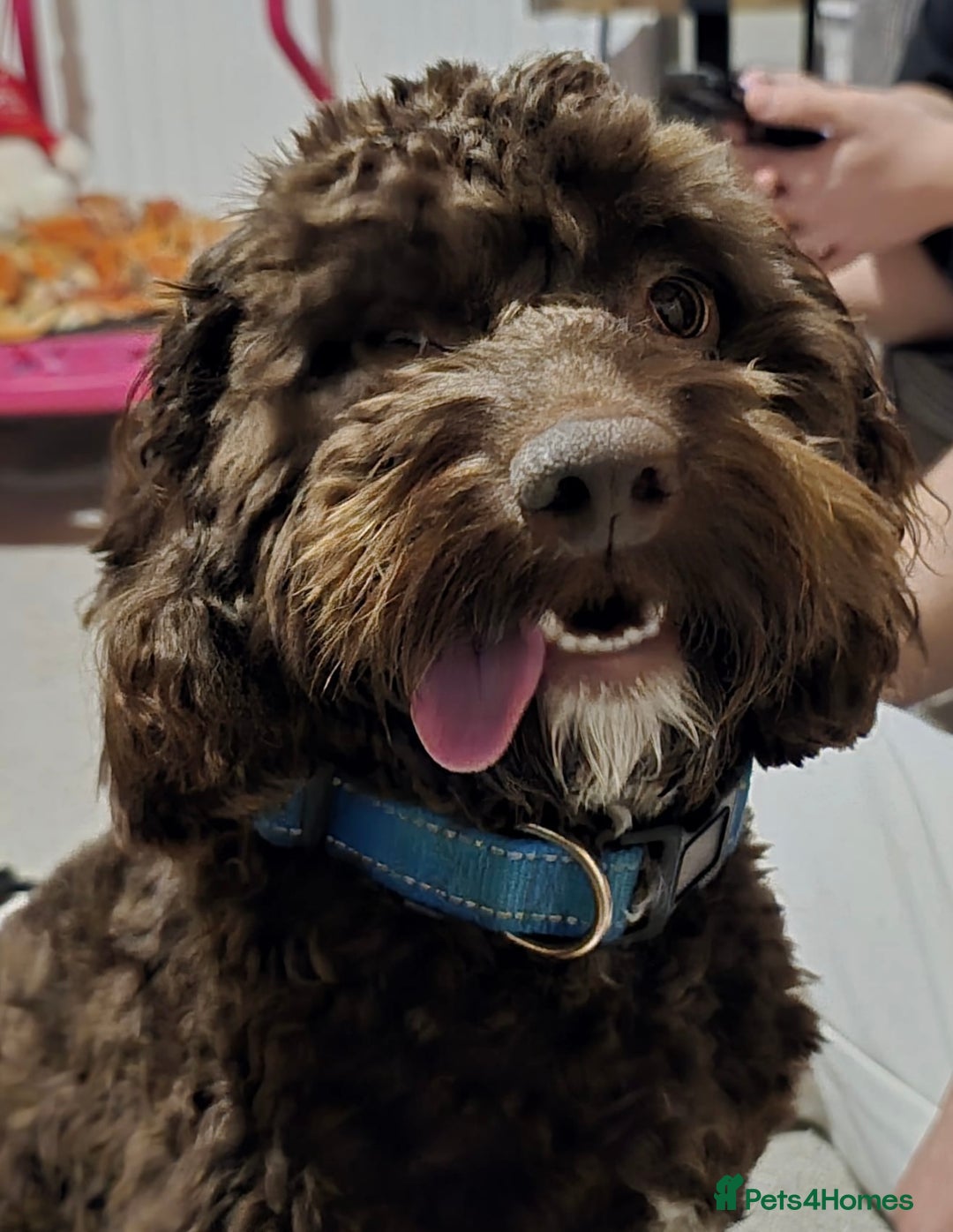 Cockapoo dogs for sale: Cockapoo - Image 1