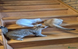 British Shorthair cats for sale: British shorthair  - Image 13