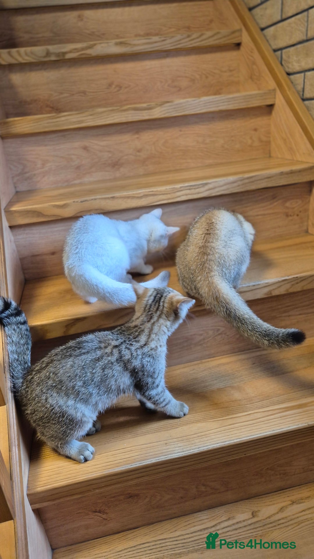 British Shorthair cats for sale: British shorthair  - Image 13