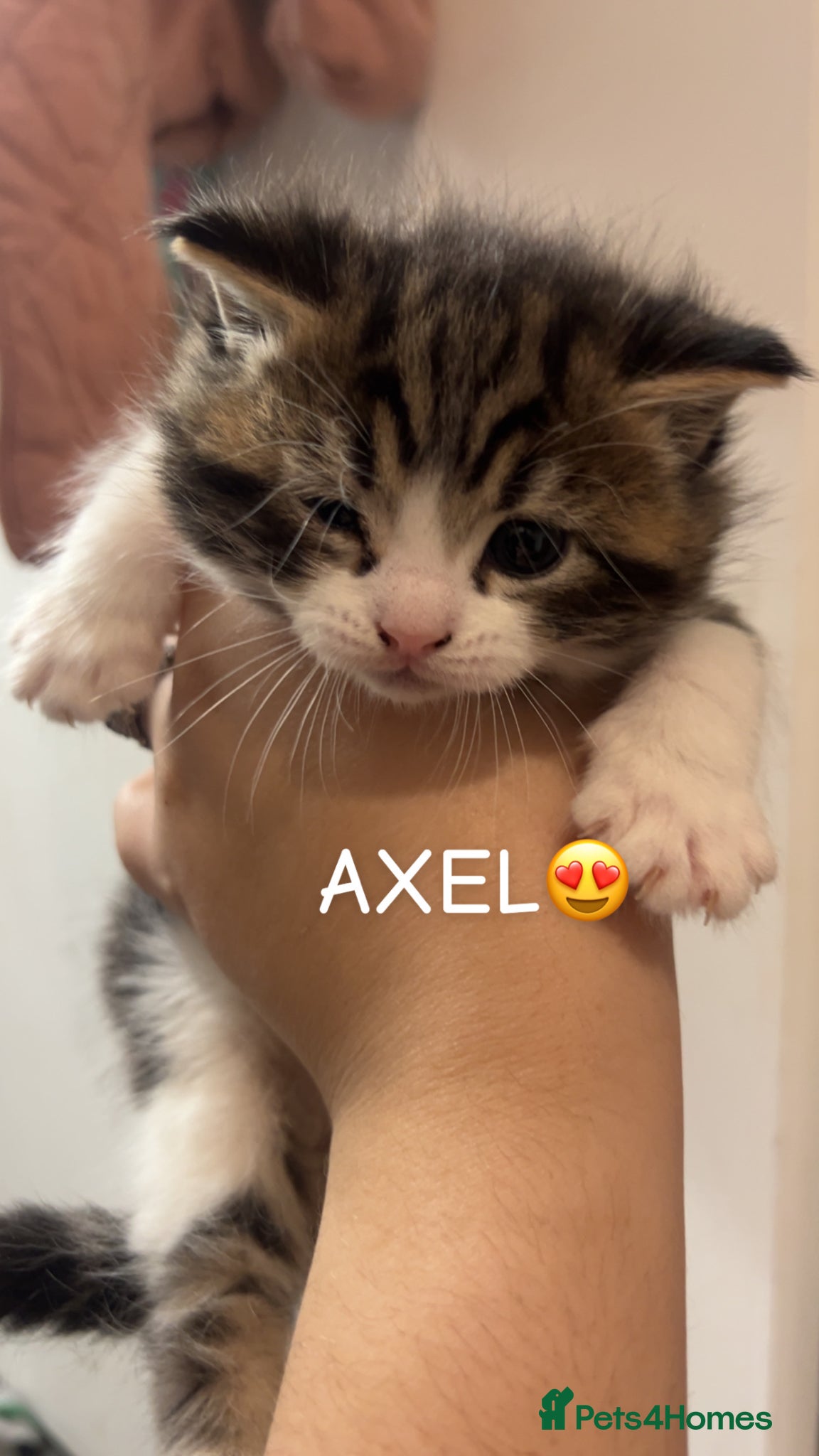 Mixed Breed cats Mixed kittens 1/4 Mainecoon  - Advert 4