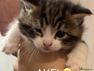 Mixed Breed cats Mixed kittens 1/4 Mainecoon - Advert 4