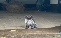 Mixed Breed dogs for sale: Pointer x Labrador puppies - Image 11