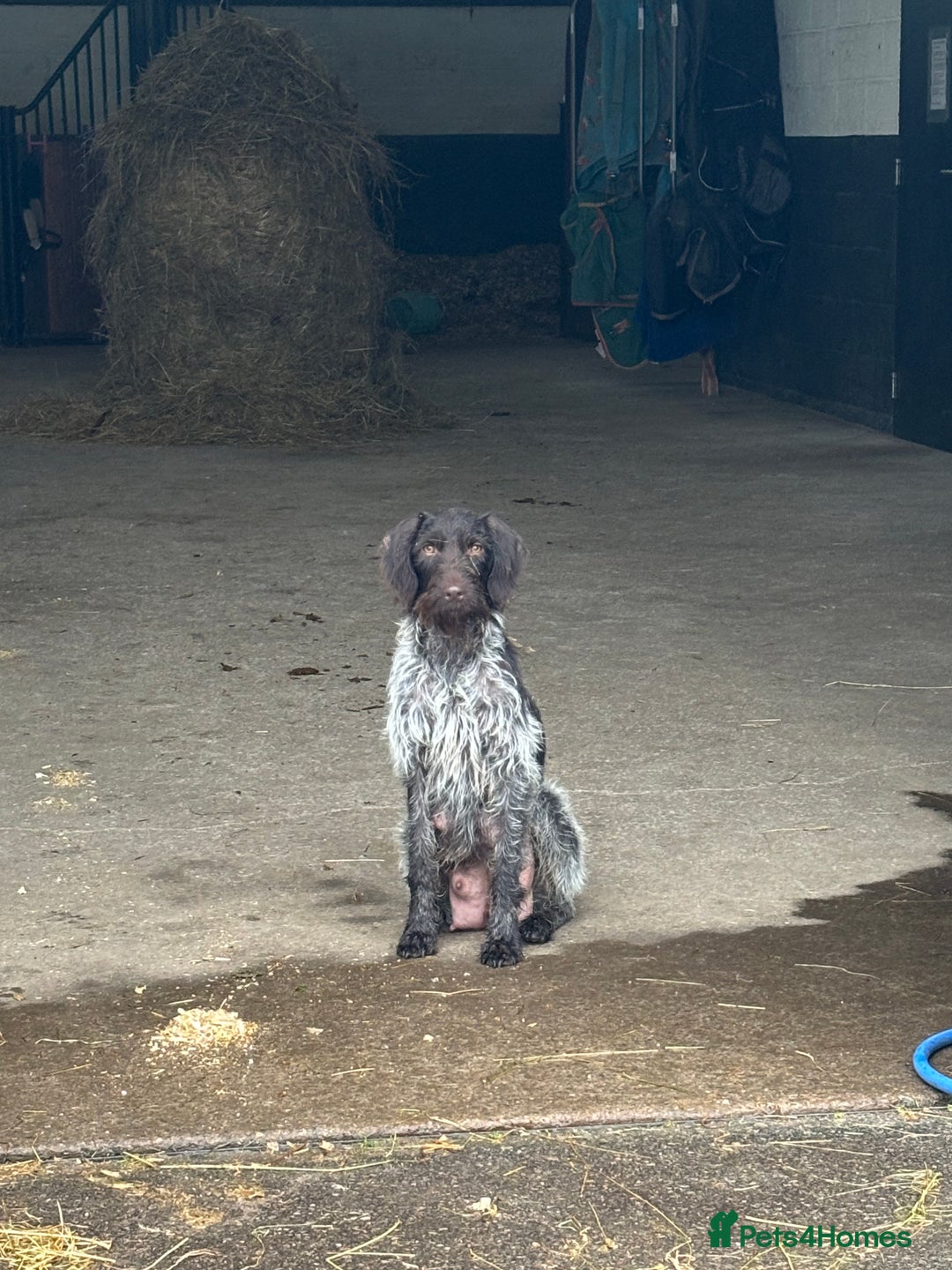 Mixed Breed dogs for sale: Pointer x Labrador puppies - Image 11