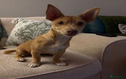 Mixed Breed dogs for sale: reggie roo - Image 3