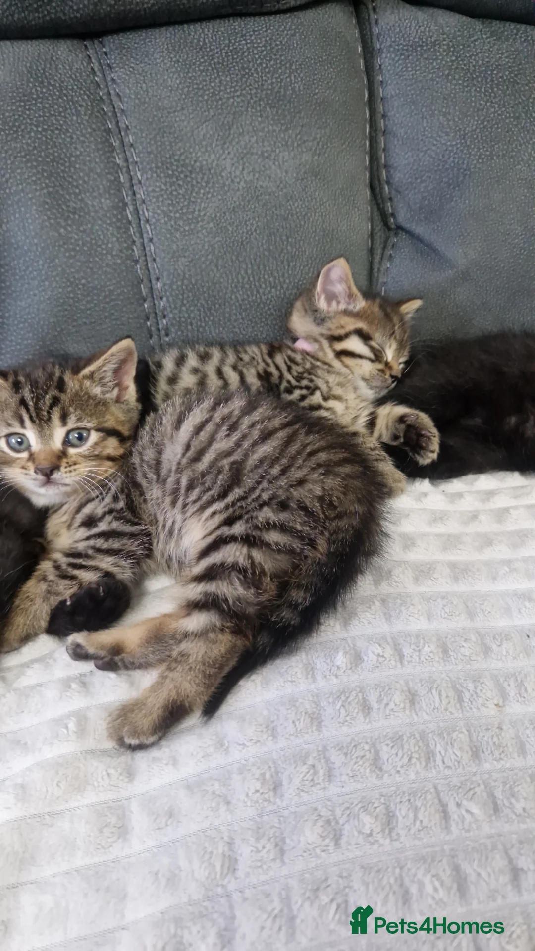 British Shorthair cats for sale: Lovely kittens - Advert 2