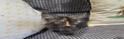 Maine Coon cats for sale: Title 2 x Maine Coon Kittens ONLY FEMALES LEFT - Advert 4