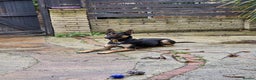 Belgian Shepherd Dog dogs for stud: Cairo !! DUTCH HERDER!! Protection Trained.  - Advert 3