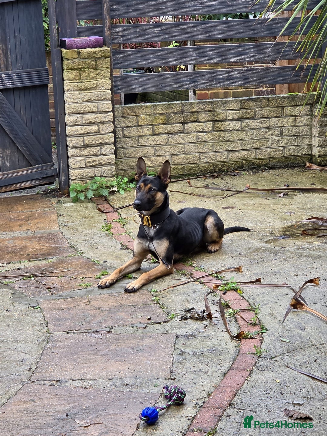 Belgian Shepherd Dog dogs for stud: Cairo !! DUTCH HERDER!! Protection Trained.  - Advert 3