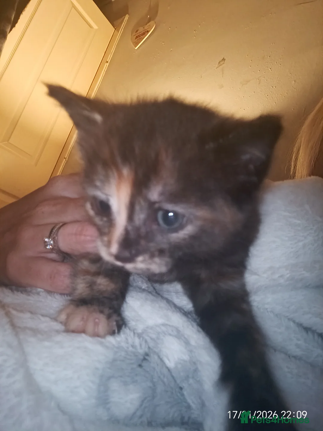 Mixed Breed cats for sale: Tortieshell female kitten - Advert 5