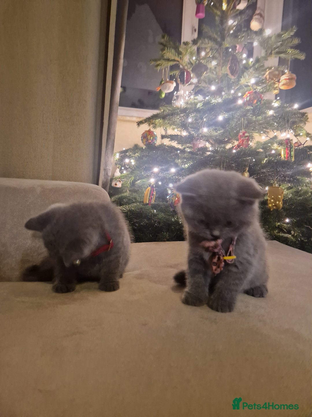 British Shorthair cats for sale: Georgous British shorthair kittens litter of 5 !   - Advert 3