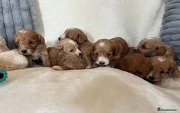 Cockapoo dogs for sale: Cockapoo puppies - DNA Health test clear  - Image 4