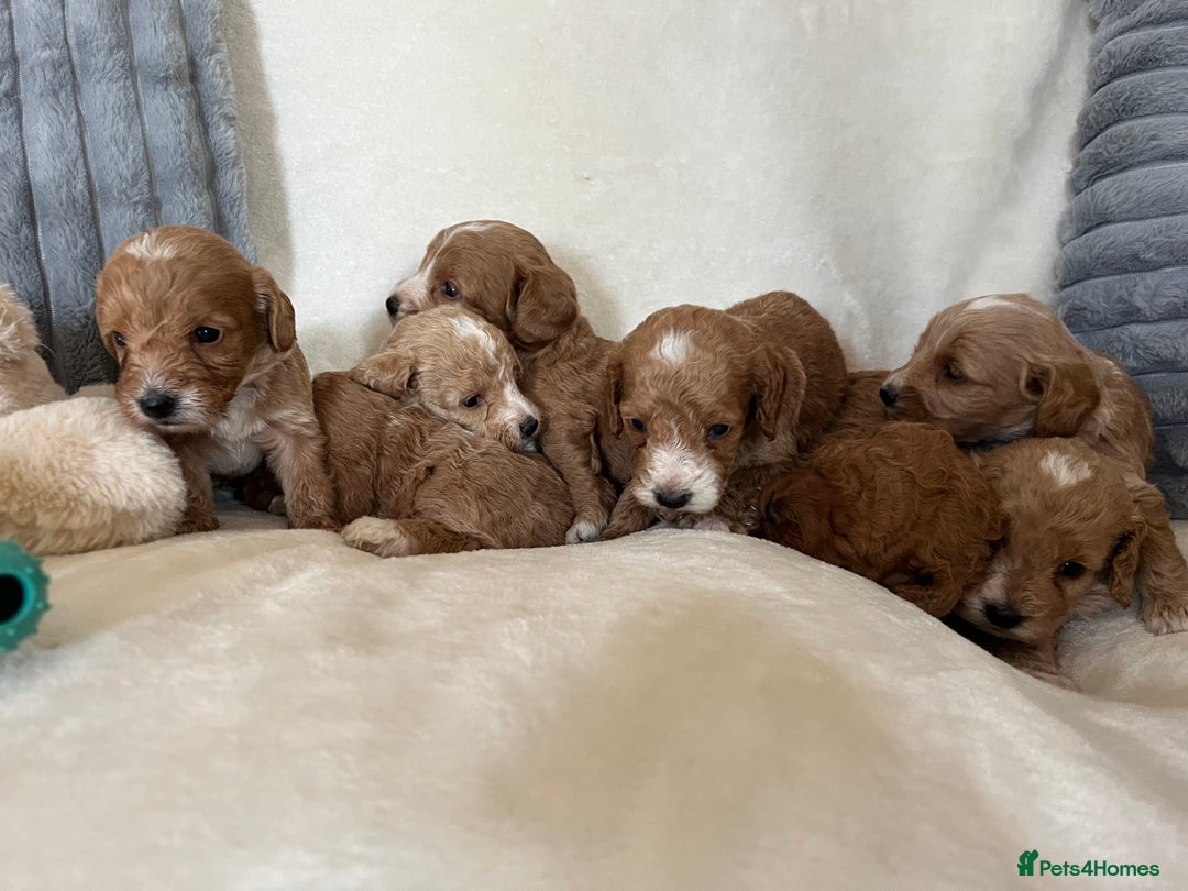 Cockapoo dogs for sale: Cockapoo puppies - DNA Health test clear  - Image 4