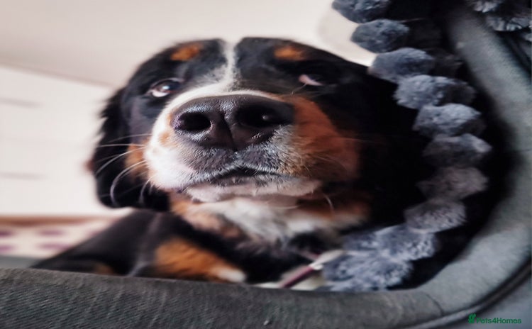 Bernese Mountain Dog dogs - Advert 1