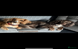 Sprocker dogs for sale: Beautiful Sprocker puppies - Image 19