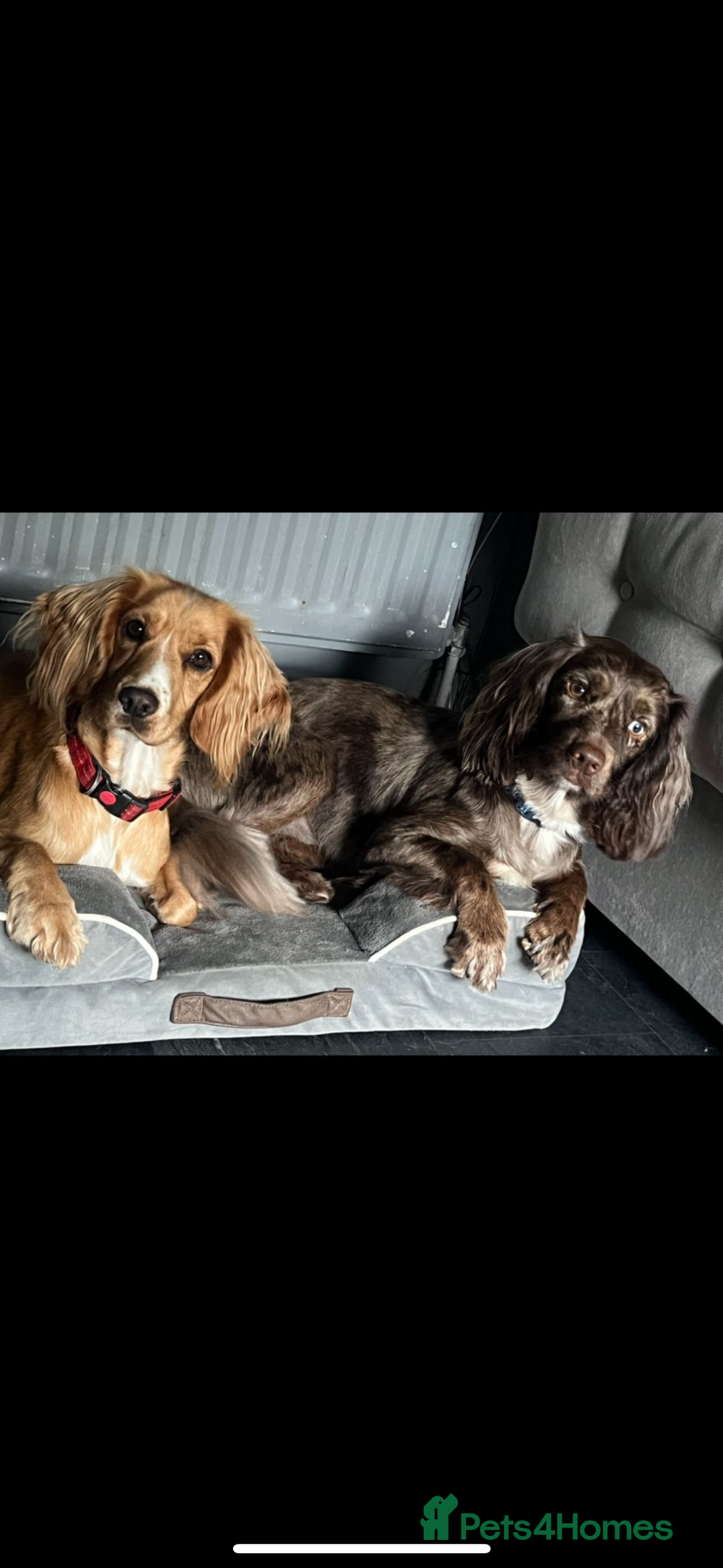 Sprocker dogs for sale: Beautiful Sprocker puppies - Image 19